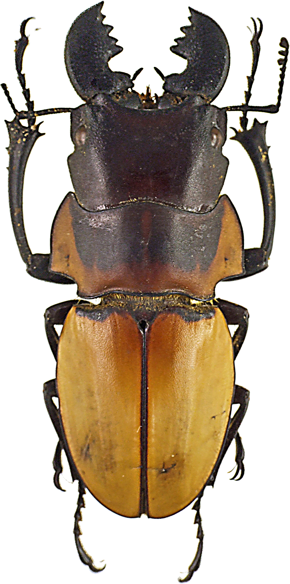 Odontolabis brookeanus 43046cz48.jpg