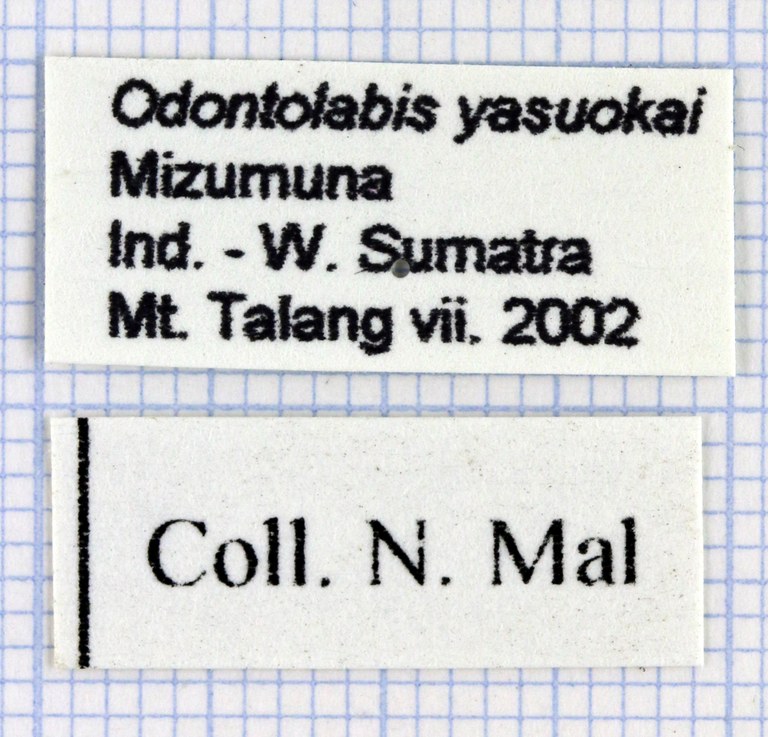 Odontolabis yasuokai lab 29925.jpg