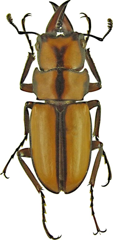 Prosopocoilus (Metopodontus) kannegieteri 1199.jpg