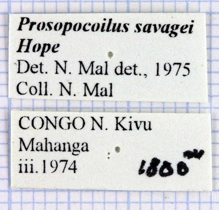 Prosopocoilus savagei 30624.jpg