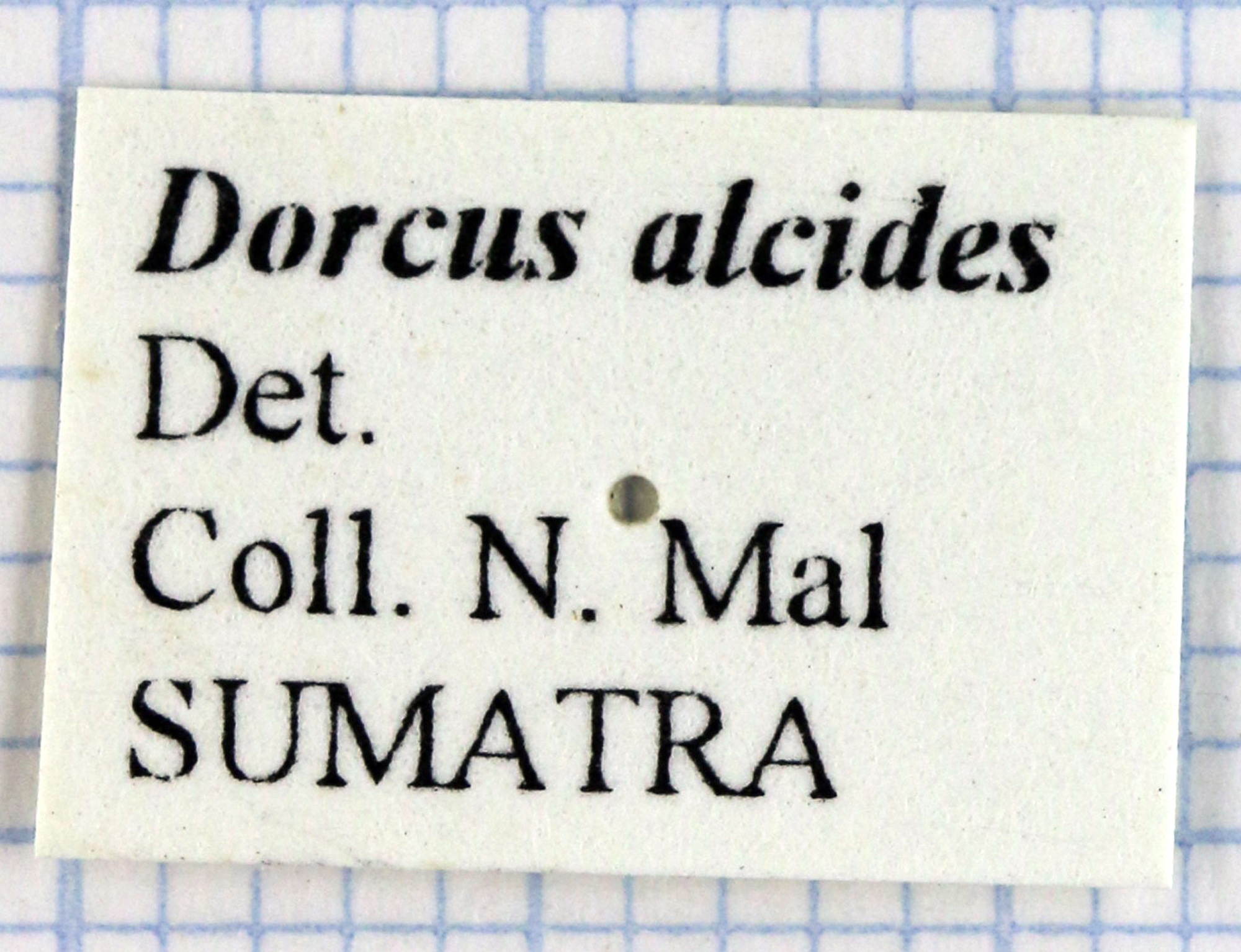 Serrognathus (Brontodorcus) alcides 30236.jpg