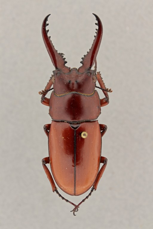 Metopodontus castaneus typ D ZS PMax.jpg