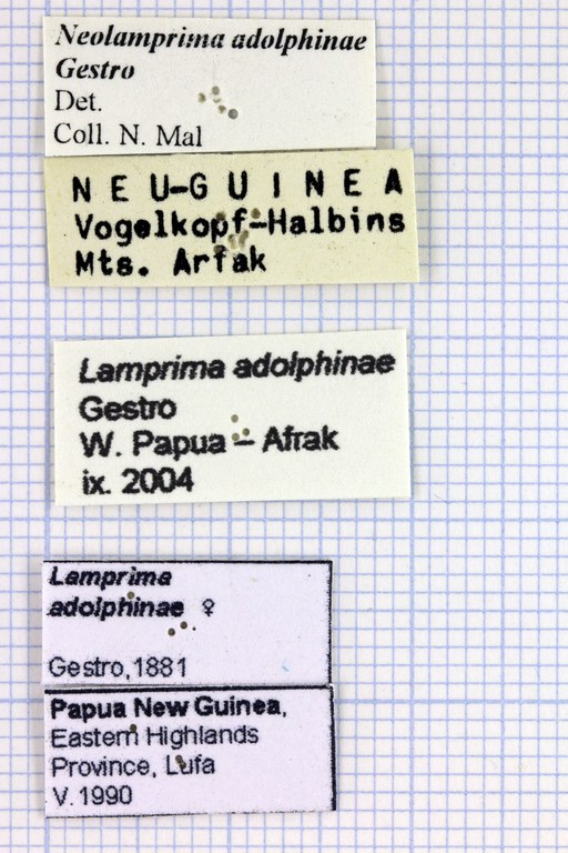 Neolamprima adolphinae lab.jpg