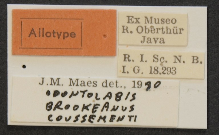 Odontolabis brookeanus coussementi alt Lb.JPG
