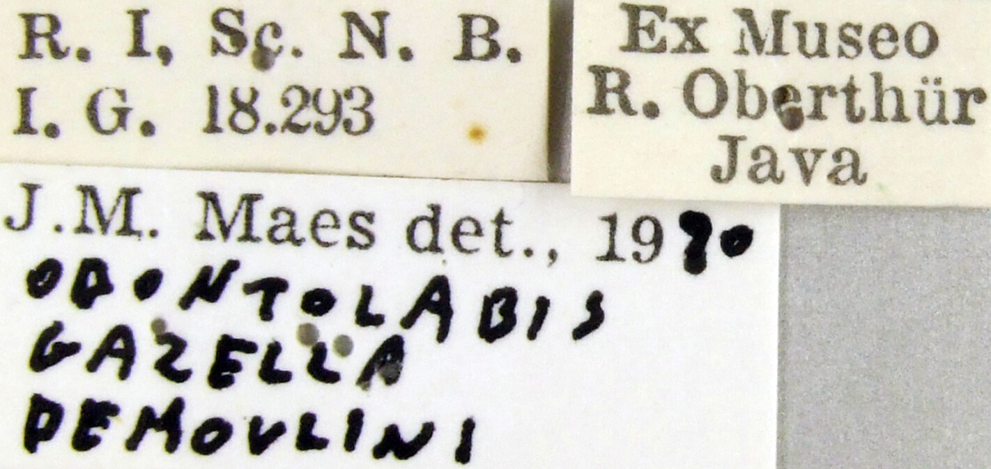 Odontolabis gazella demoulini 43076.jpg