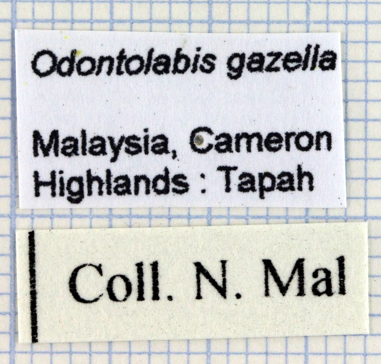 Odontolabis gazella Lb 30019.jpg