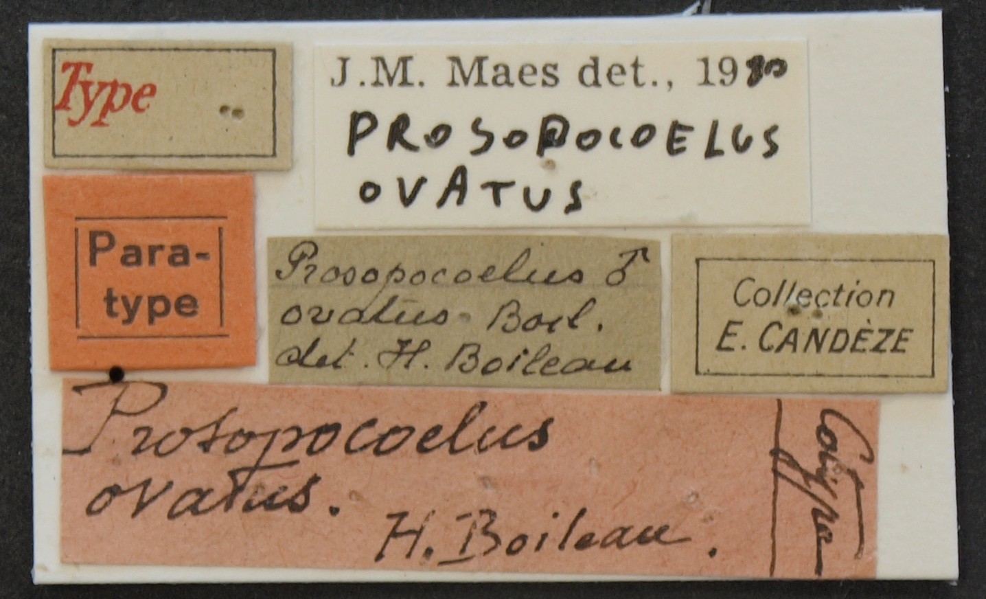 Prosopocoilus ovatus pt Lb.JPG