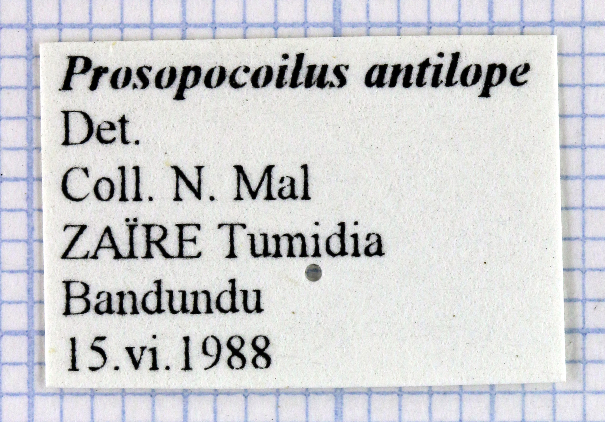 Prosopocoilus antilope 30322.jpg