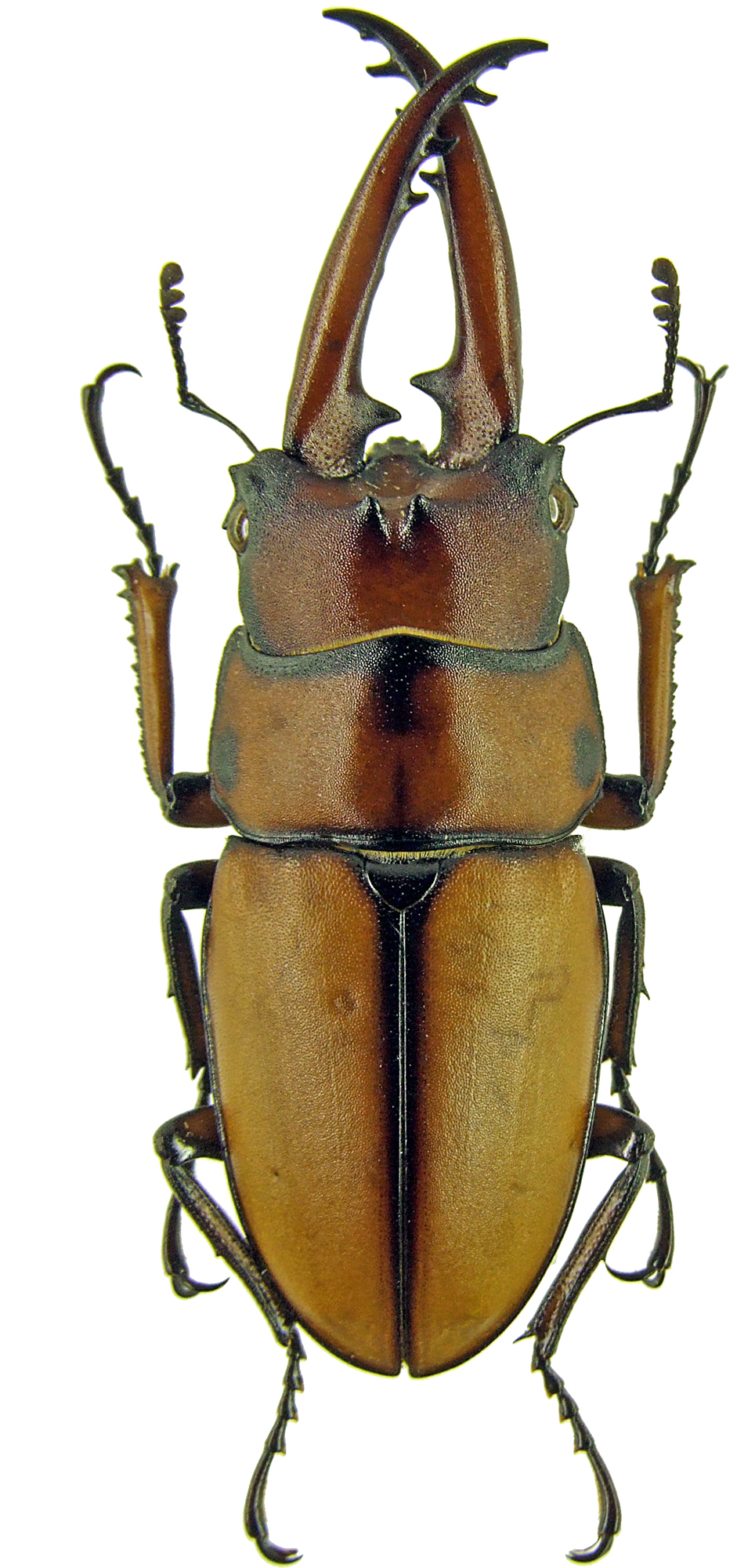 Prosopocoilus astacoides 4394.jpg