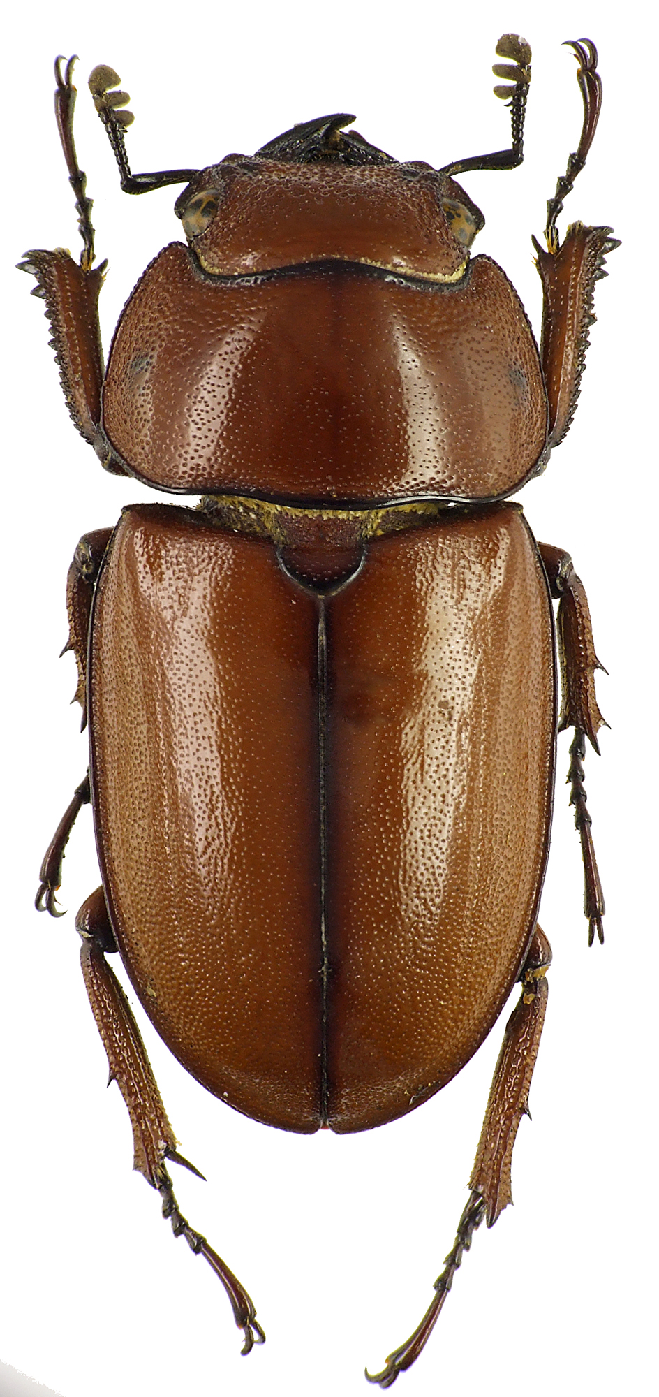 Prosopocoilus astacoides poultoni 43548cz50.jpg