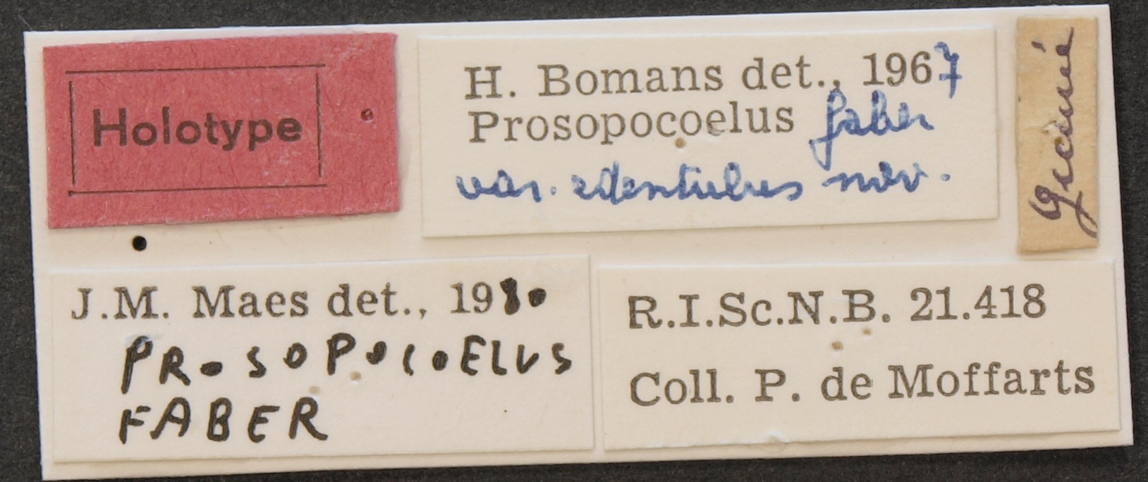 Prosopocoilus faber edentulus ht Lb.JPG