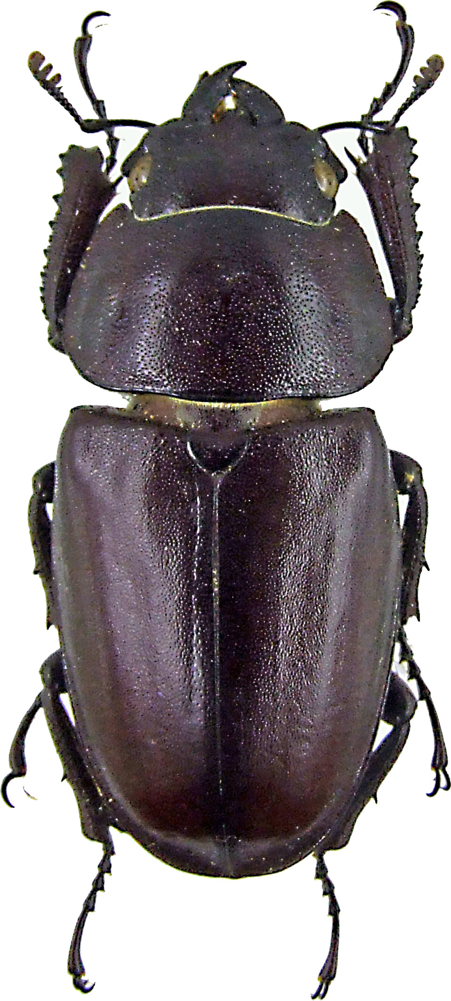 Prosopocoilus inclinatus 1220.jpg