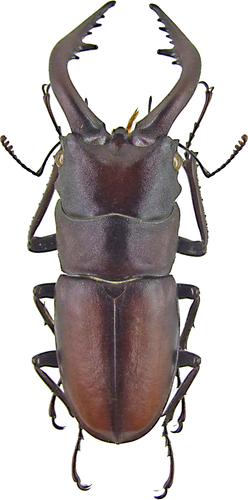 Prosopocoilus inclinatus 1219.jpg