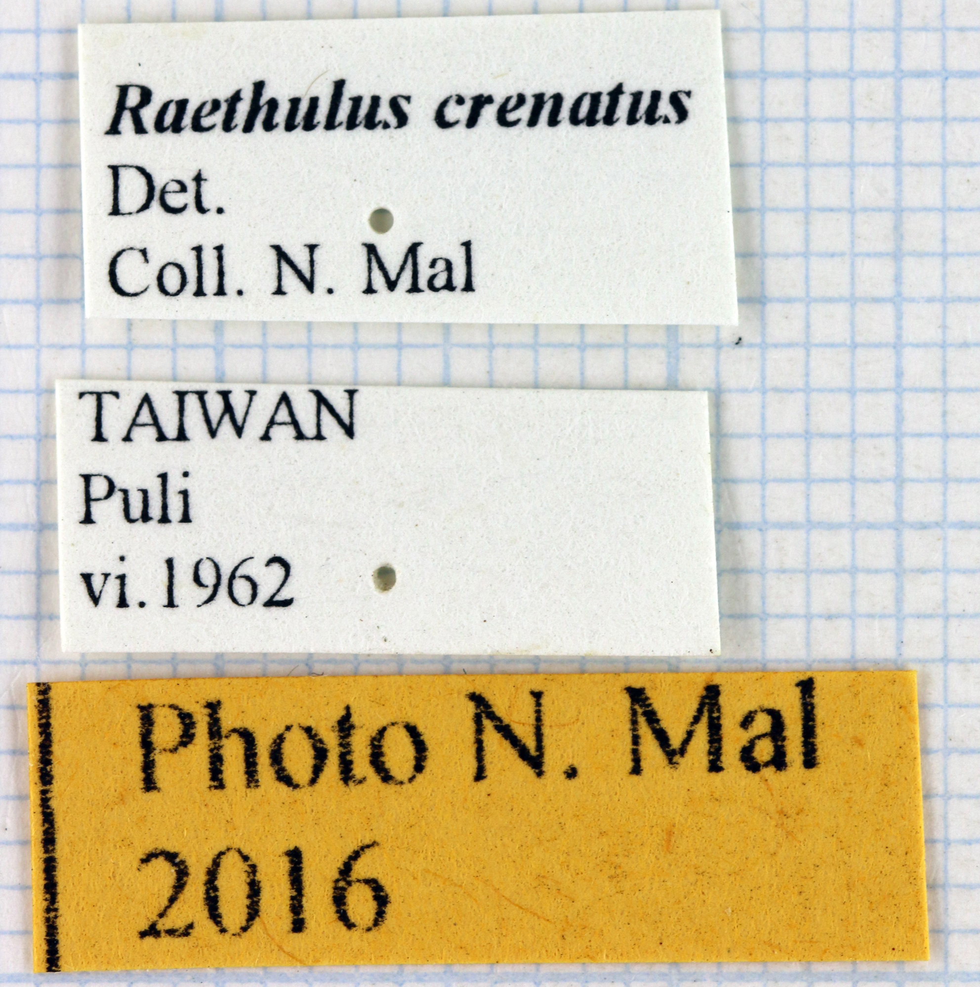 Rhaetulus crenatus 68125.jpg
