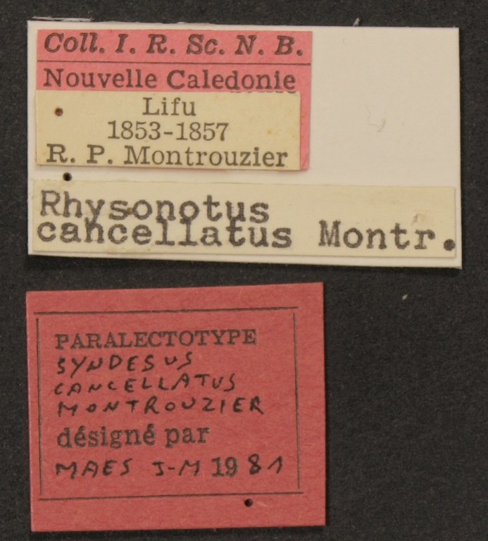 Rhyssonotus cancellatus plt Lb.JPG