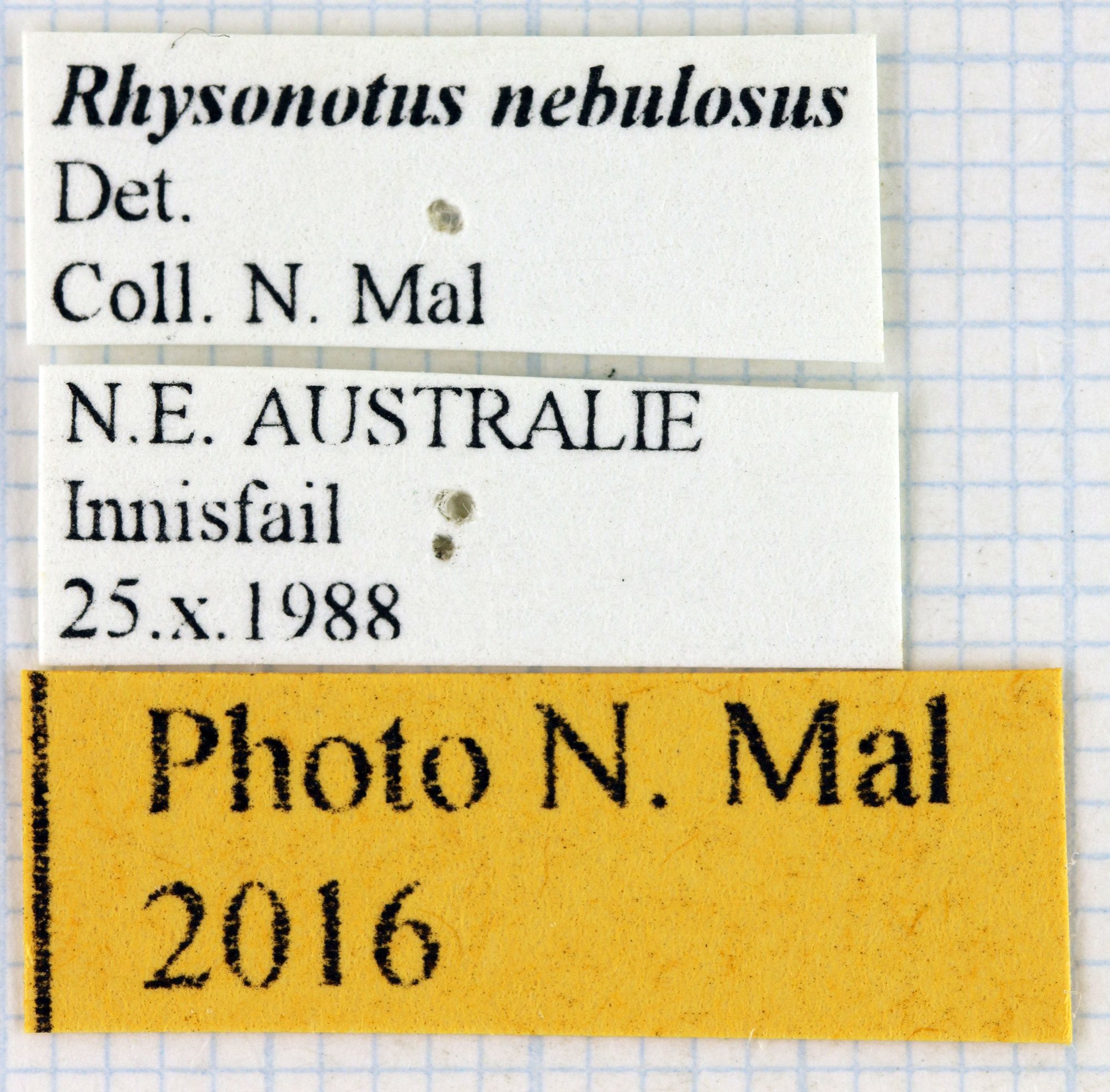 Rhyssonotus nebulosus 68271.jpg