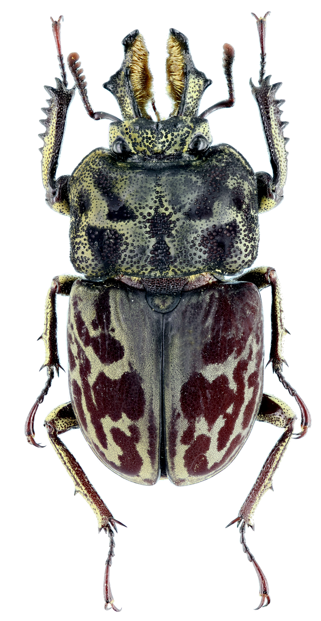 Rhyssonotus nebulosus 29333zs45.jpg