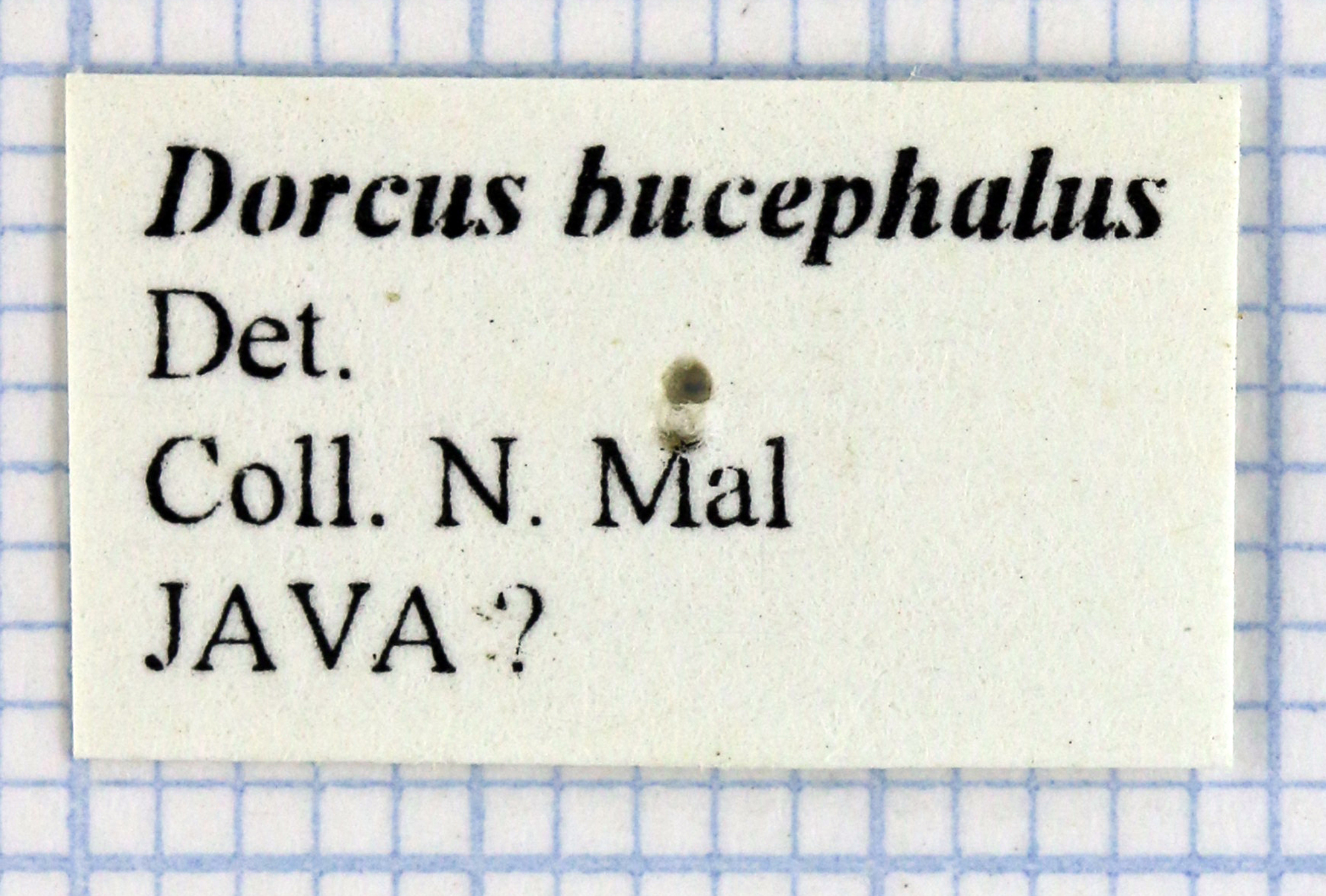 Serrognathus bucephalus 30236.jpg