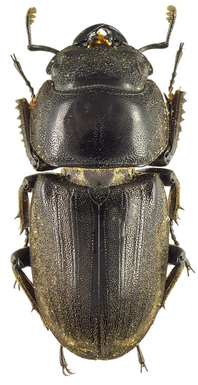 Serrognathus bucephalus 43384cz87.jpg