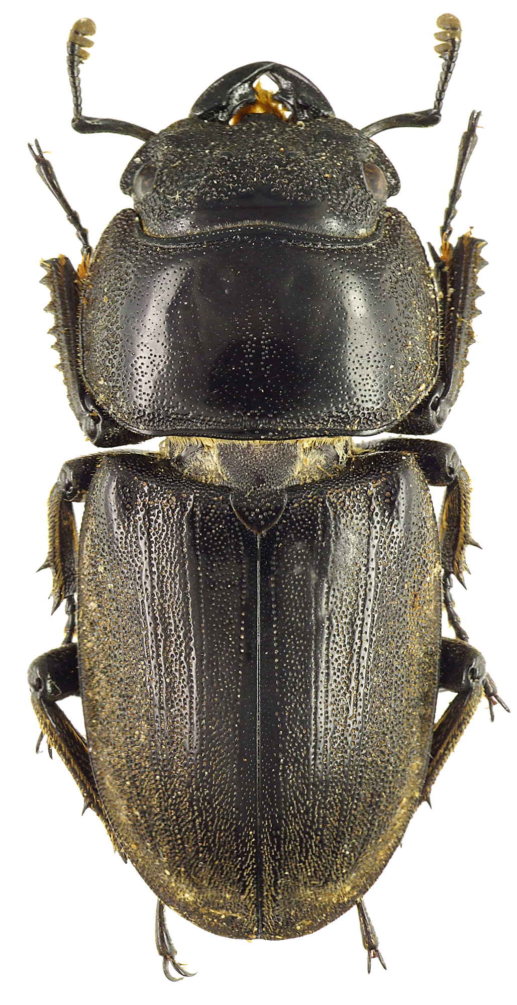 Serrognathus bucephalus 43384cz87.jpg
