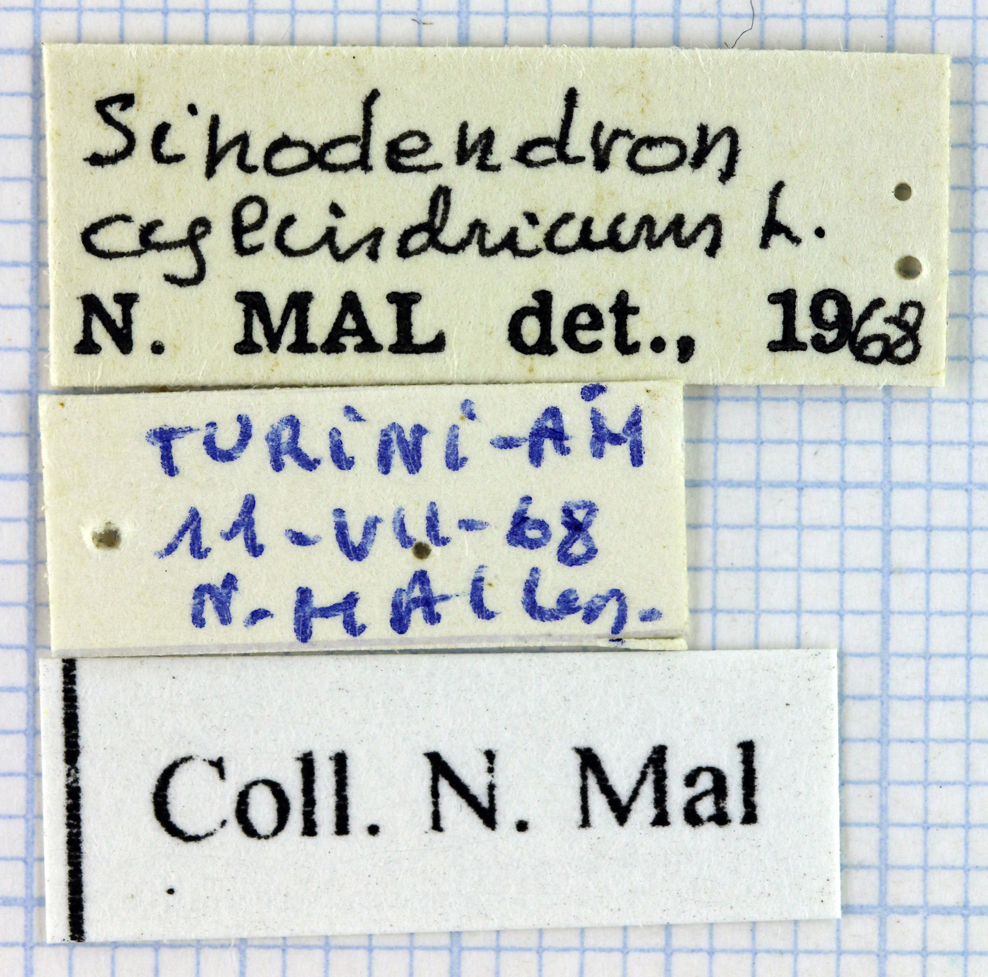 Sinodendron cylindricum 34561.jpg