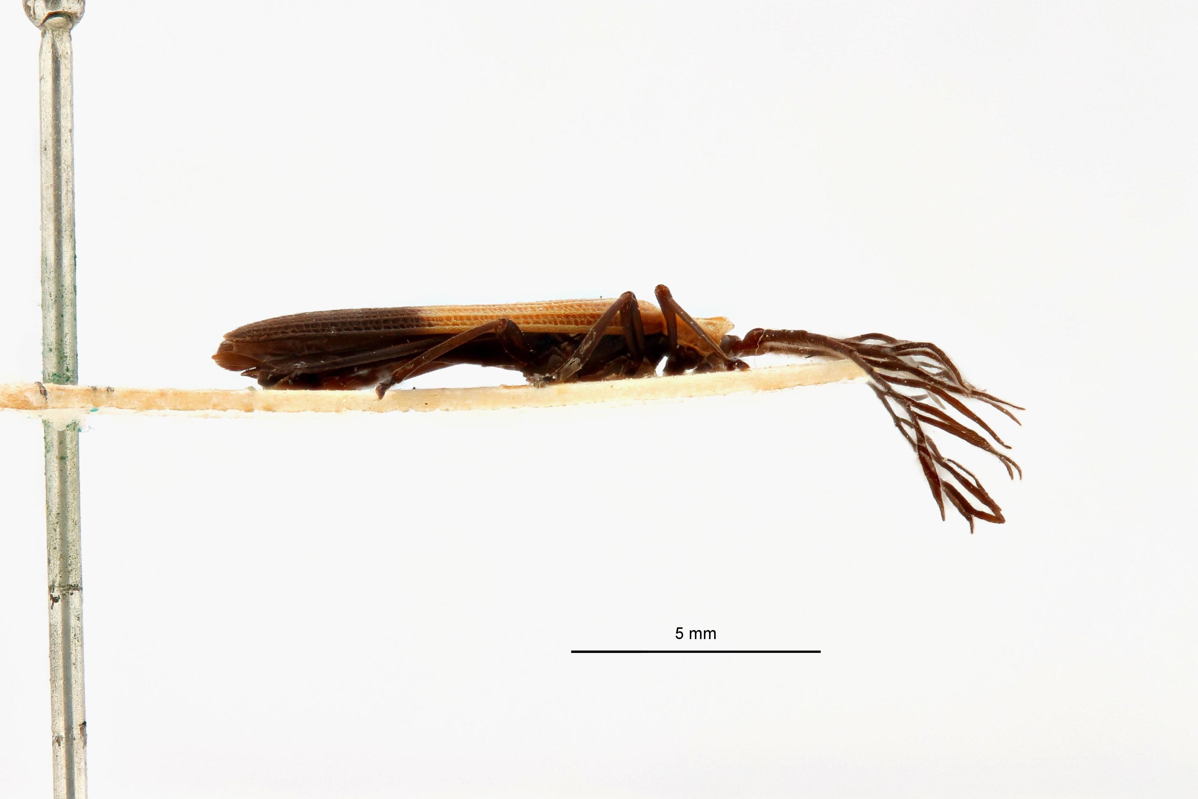 Cladophorus leopoldi t L.jpg