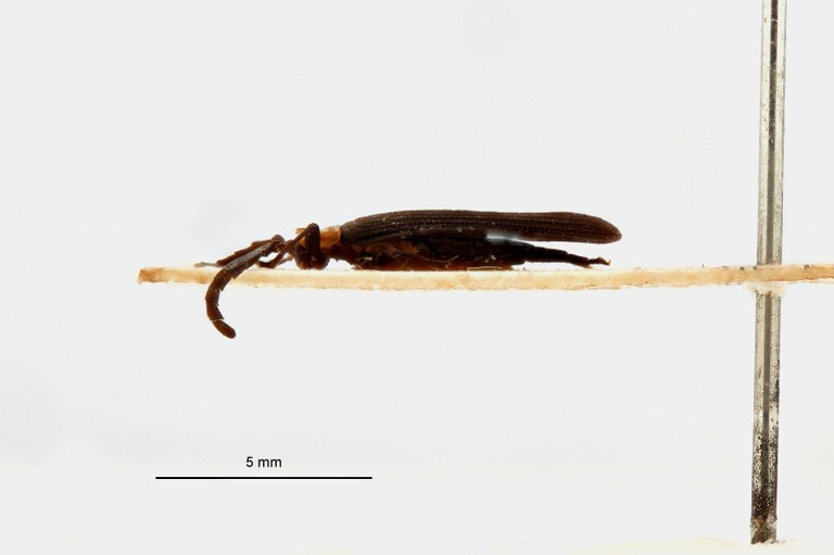 Trichalus leopoldi t L.jpg