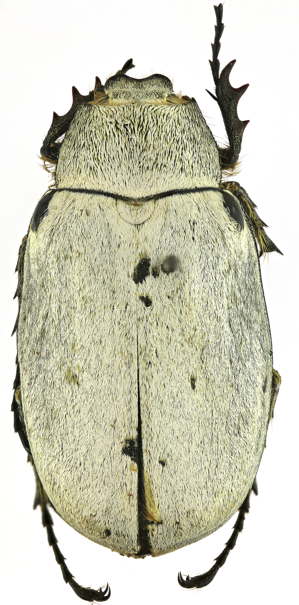 Tricholepis albosquamosa HT 21607zs18.jpg