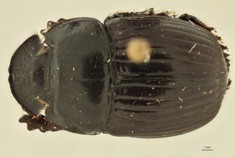 Copris bovinus F st D Copris bovinus F st D