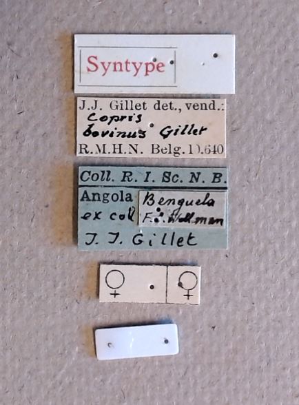 Copris bovinus F st Labels