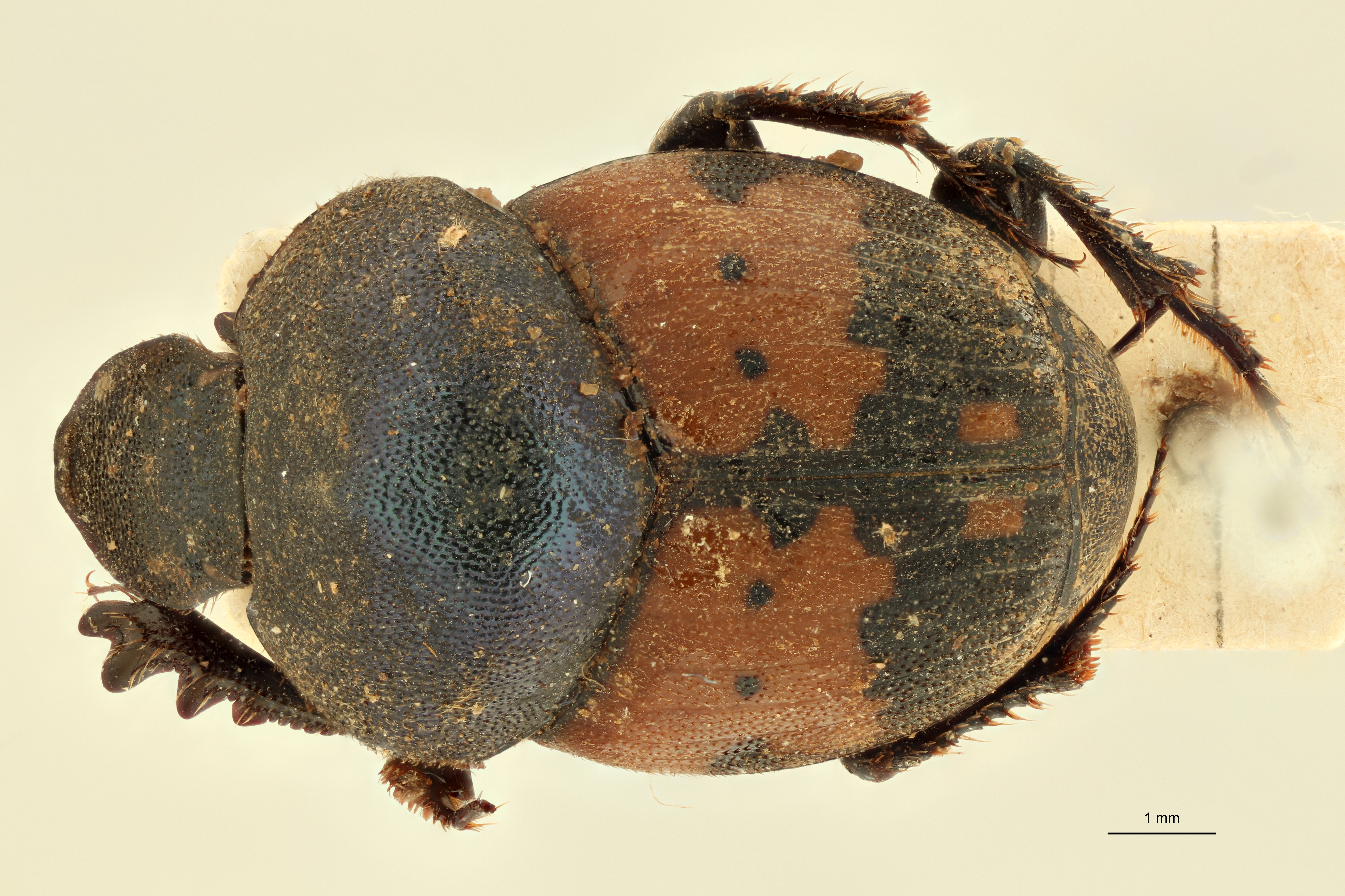 Onthophagus (Onthophagus) longiceps et D