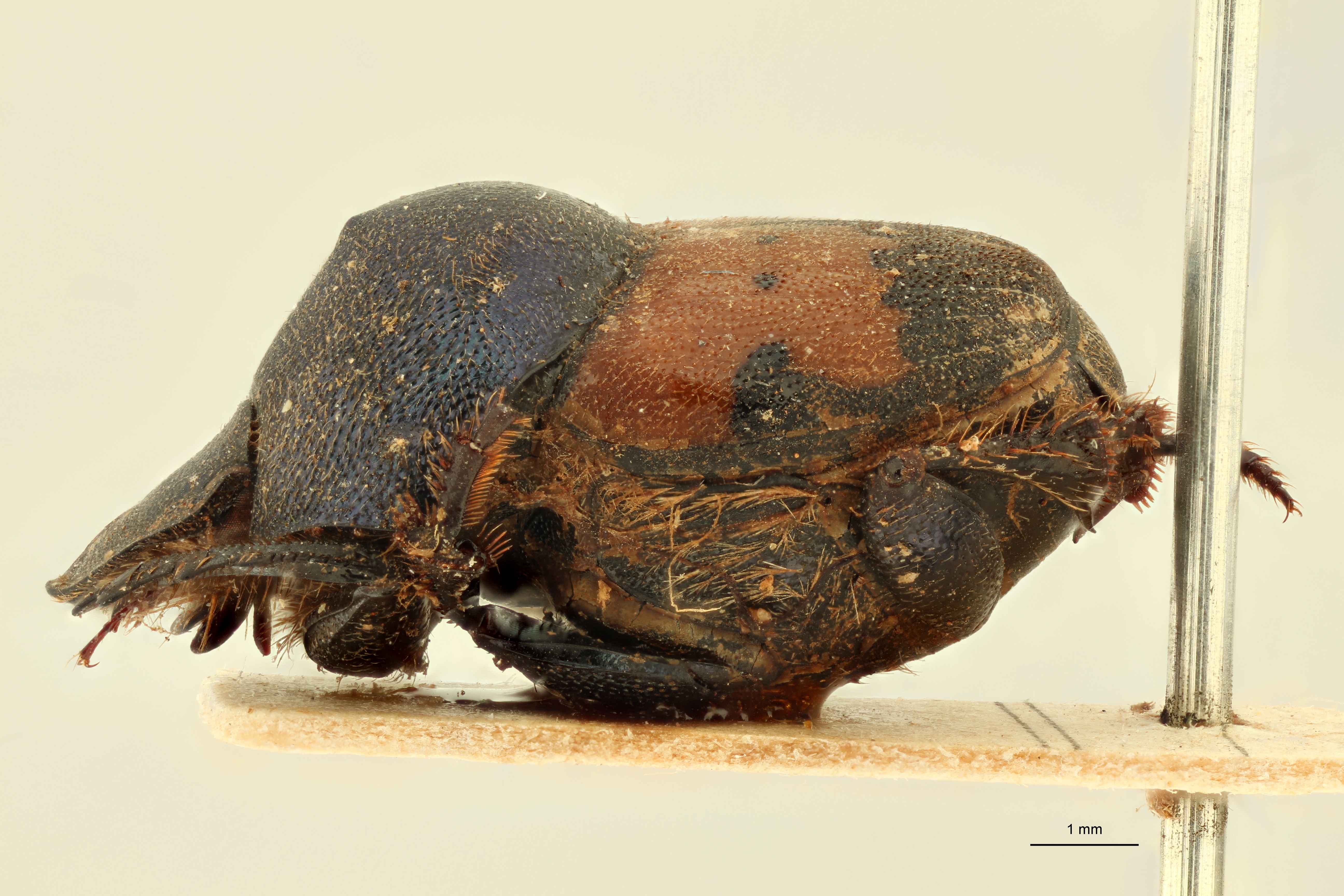 Onthophagus (Onthophagus) longiceps et L