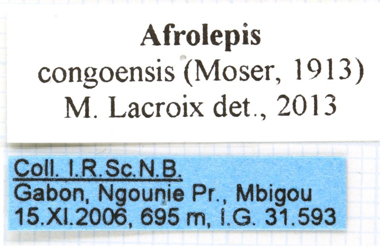 Afrolepis congoensis labels Afrolepis congoensis labels