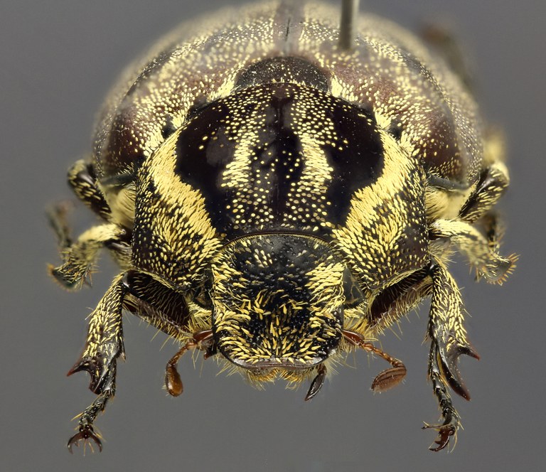 Afrolepis congoensis F Afrolepis congoensis F