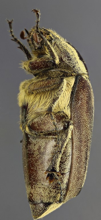 Afrolepis congoensis L Afrolepis congoensis L