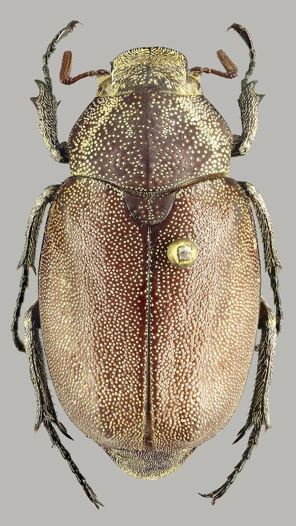 Afrolepis ivoirensis D Afrolepis ivoirensis D