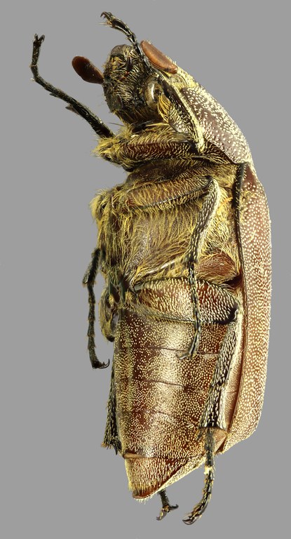 Afrolepis ivoirensis L Afrolepis ivoirensis L