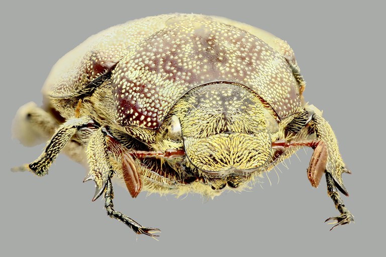 Afrolepis ivoirensis F Afrolepis ivoirensis F