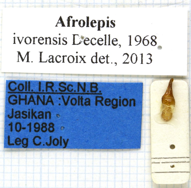 Afrolepis ivoirensis labels Afrolepis ivoirensis labels