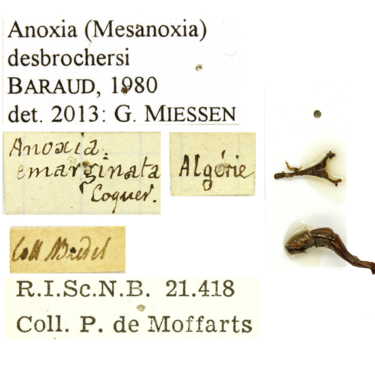 Anoxia desbrochersi labels Anoxia desbrochersi labels