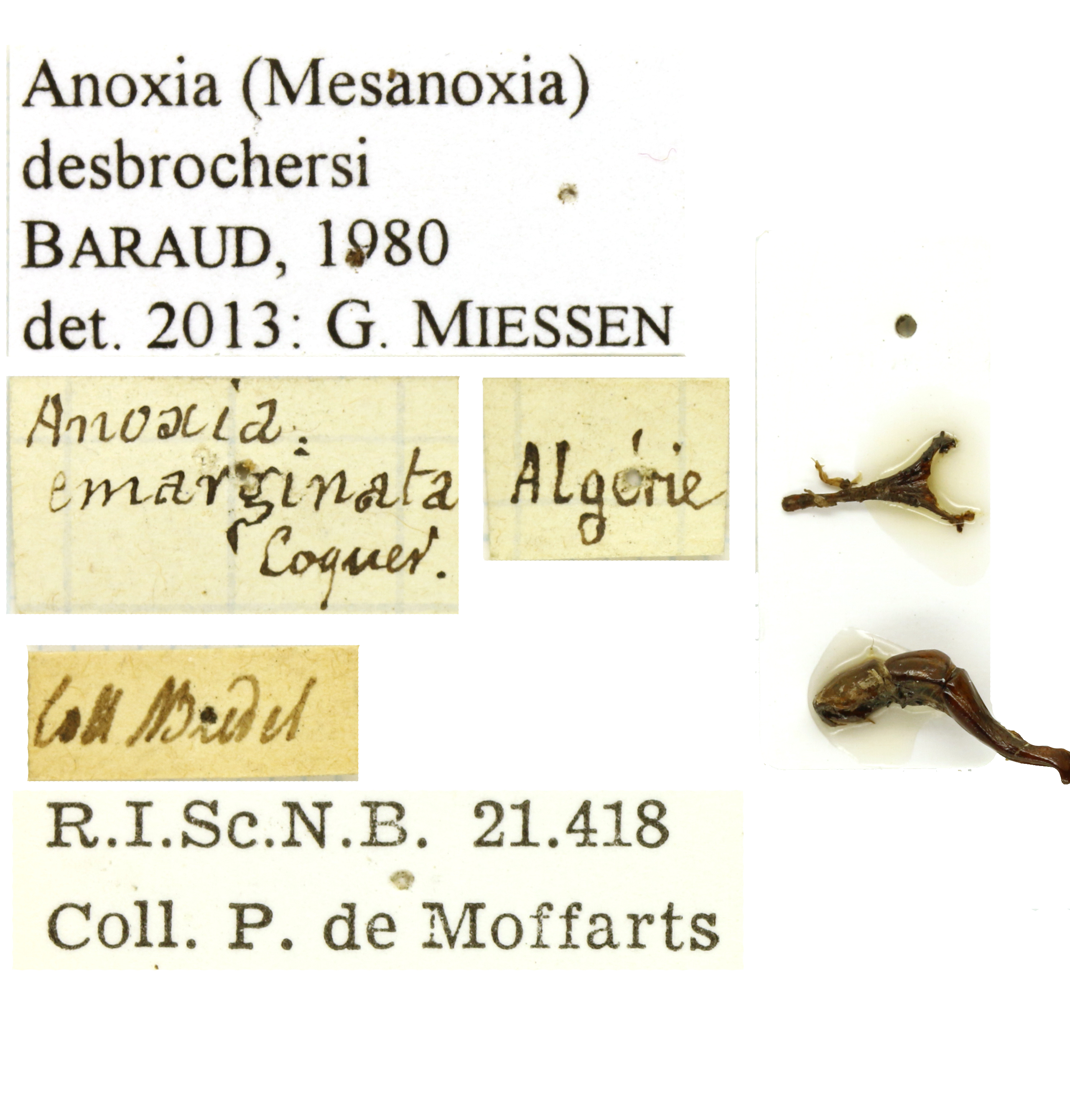 Anoxia desbrochersi labels