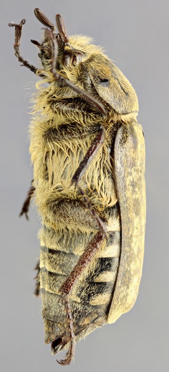 Anoxia desbrochersi L Anoxia desbrochersi L