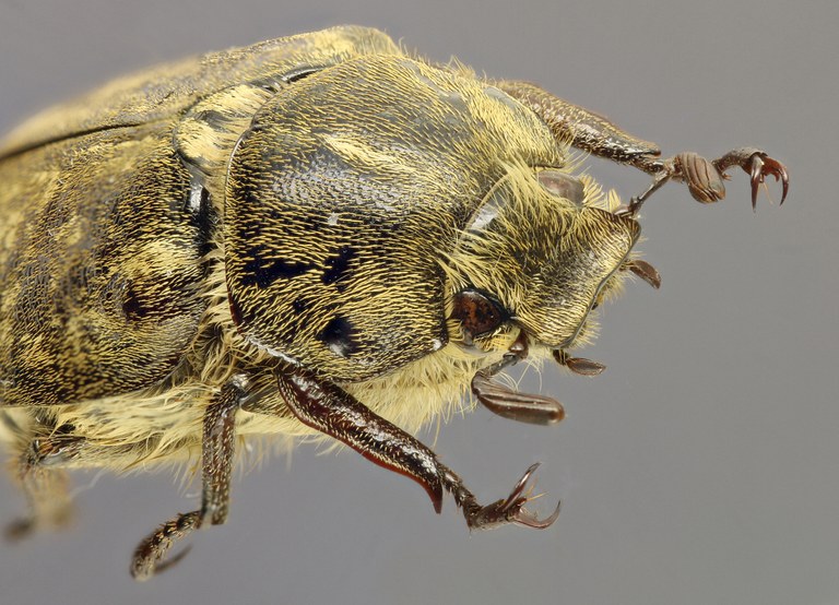Anoxia desbrochersi F Anoxia desbrochersi F