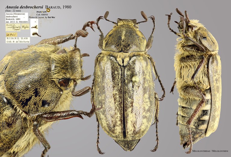 Anoxia desbrochersi overview Anoxia desbrochersi overview