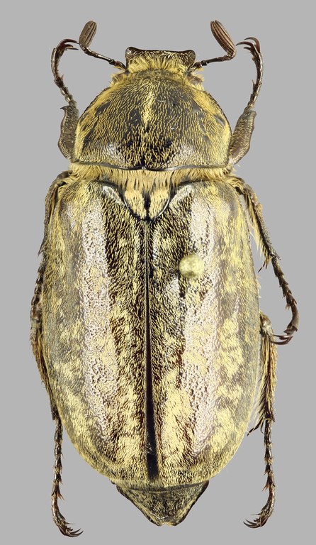 Anoxia desbrochersi D Anoxia desbrochersi D