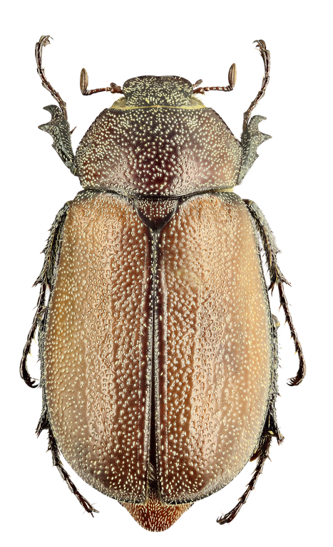 Spaniolepis agilis D Spaniolepis agilis D