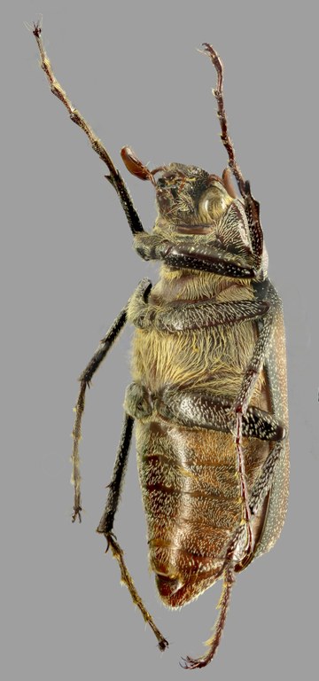 Spaniolepis agilis L Spaniolepis agilis L