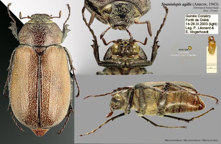 Spaniolepis agilis overview Spaniolepis agilis overview