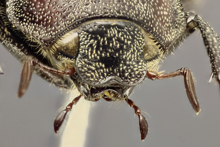 Spaniolepis agilis head D Spaniolepis agilis head D