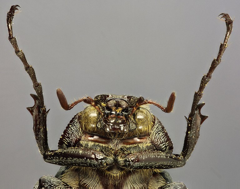 Spaniolepis agilis head V Spaniolepis agilis head V